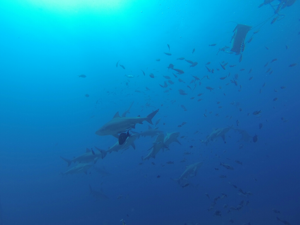 wp-1453520823335 image