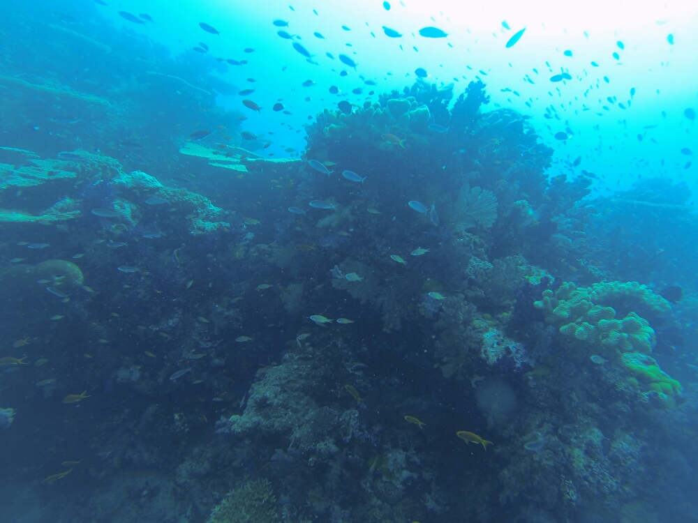 wp-1453606676100 image
