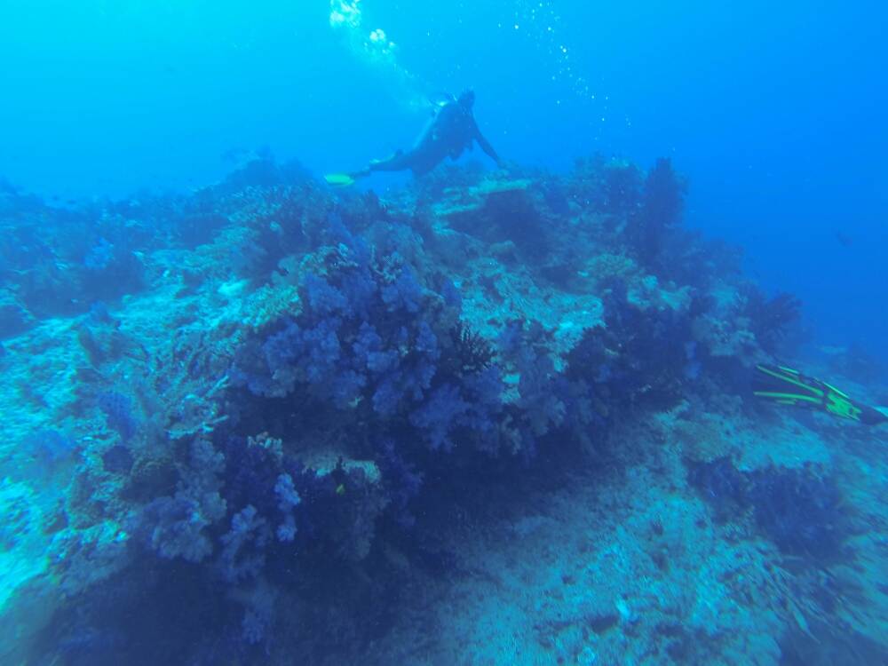wp-1453606682843 image