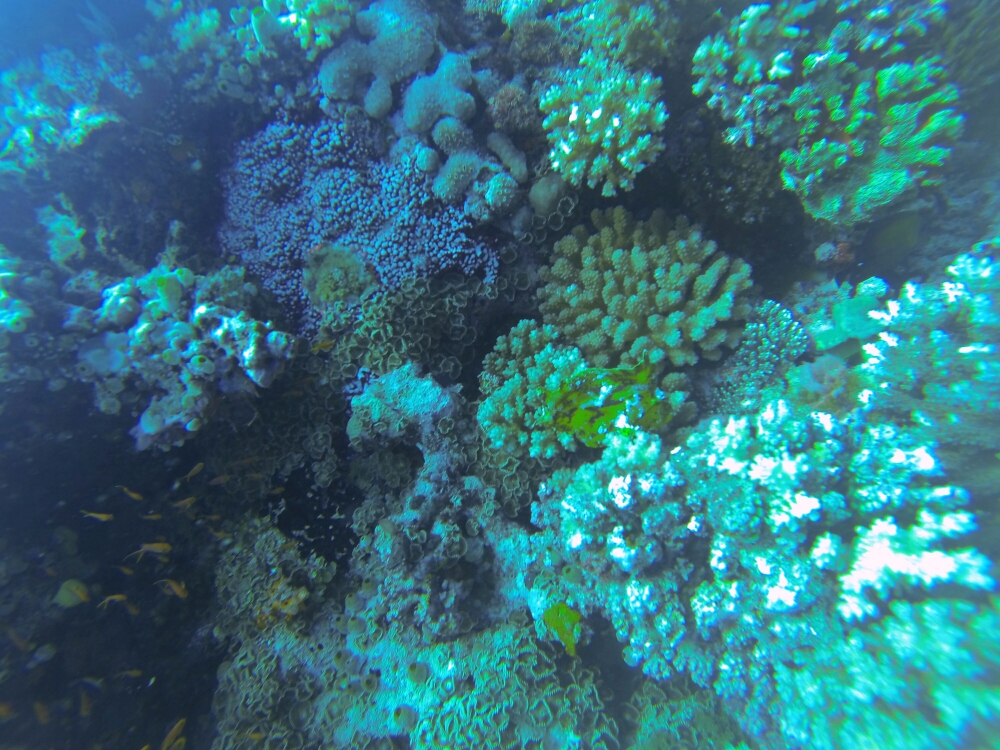 wp-1453606728505 image