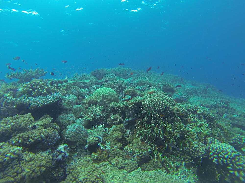 wp-1453606933162 image