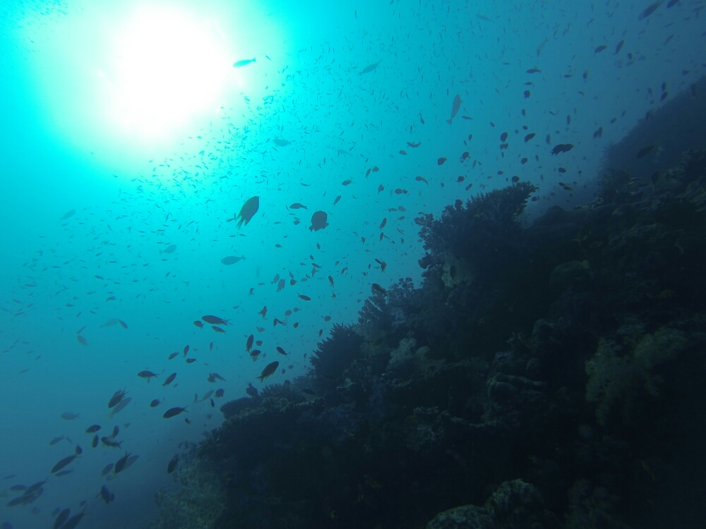 wp-1453607018477 image