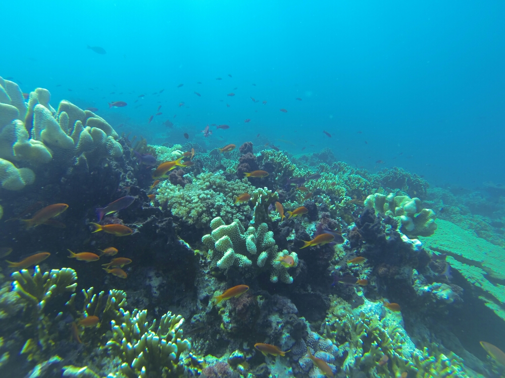 wp-1453607065596 image