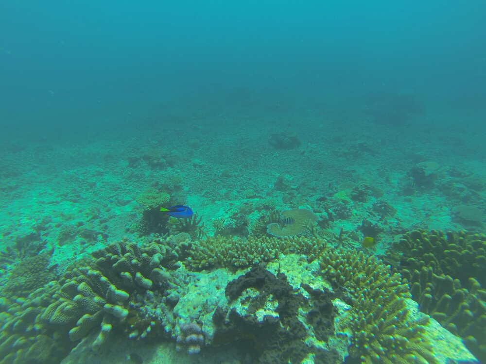 wp-1453607134292 image