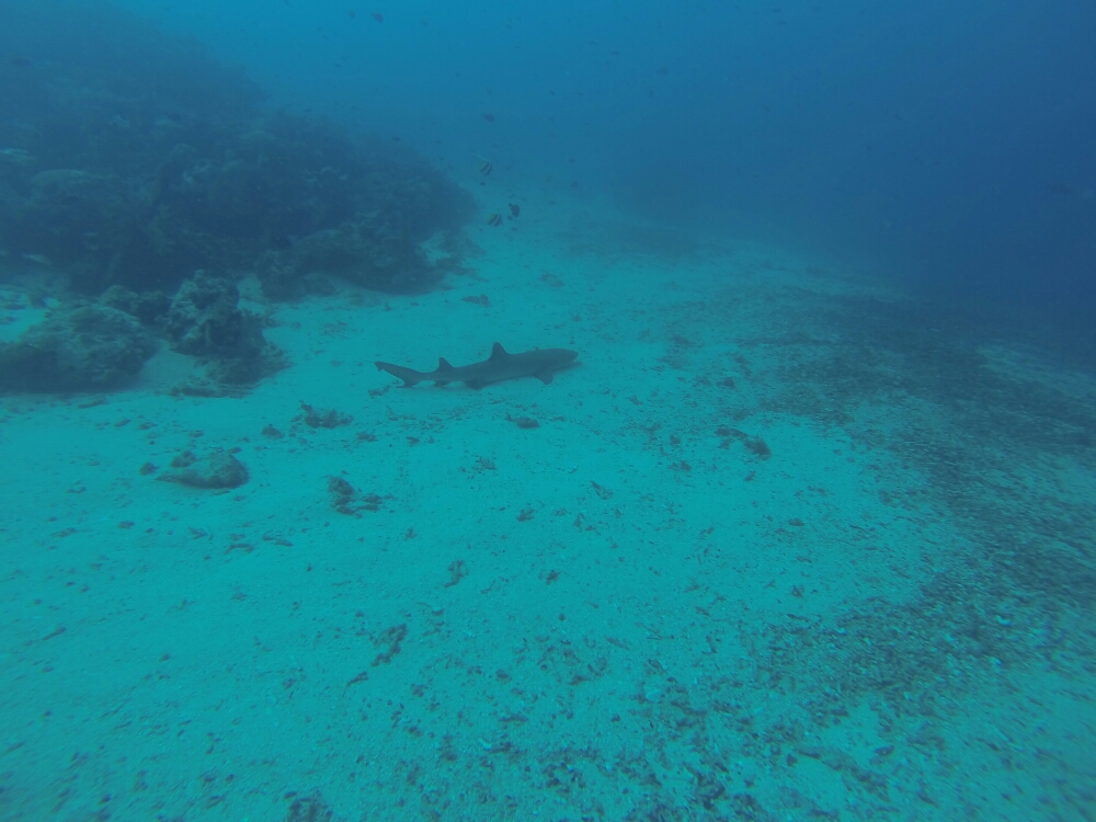 wp-1453607207483 image