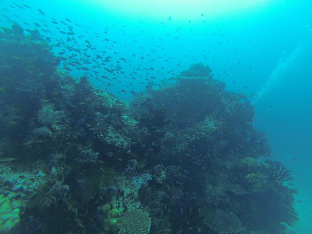 wp-1453607257463 image