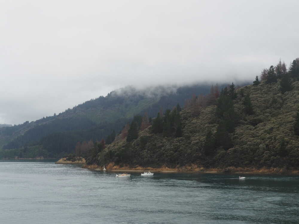 wp-1454815454366 image