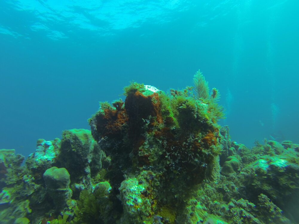 wp-1461285005421 image