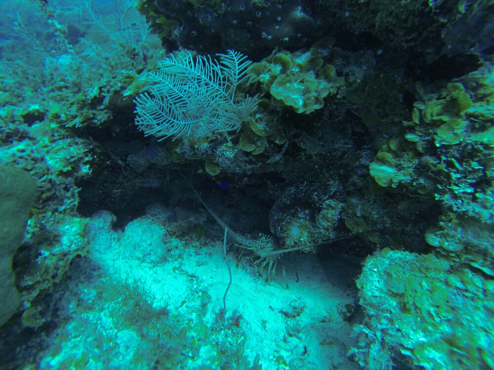wp-1461285194386 image