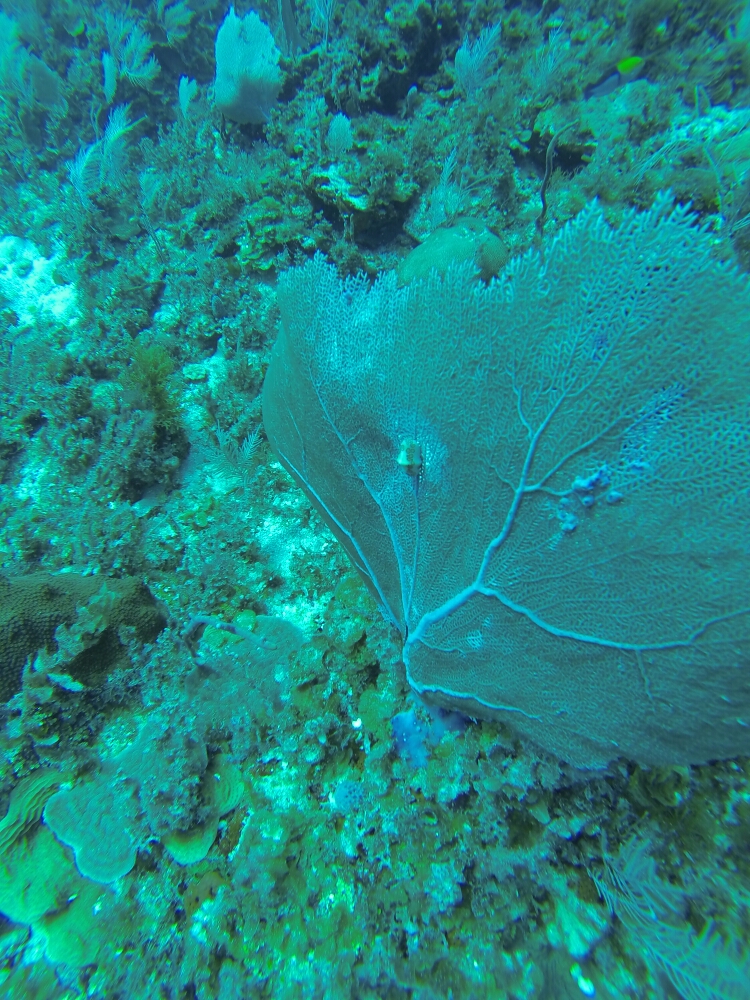 wp-1461285270454 image