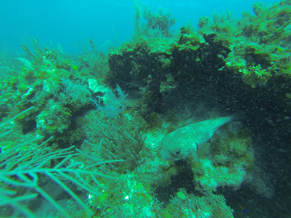 wp-1461285448307 image