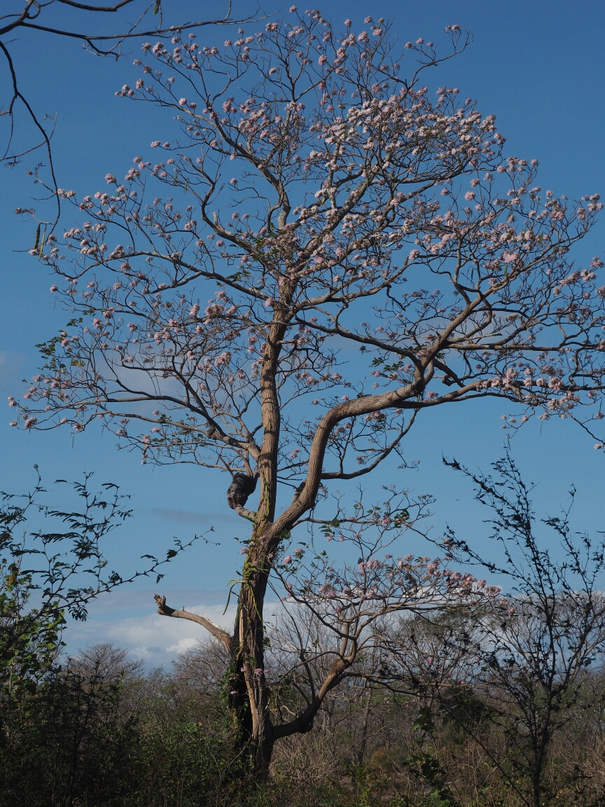 wp-1461719526876 image