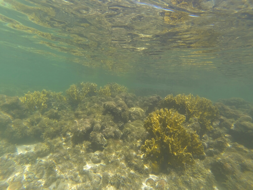 GOPR3196.JPG image